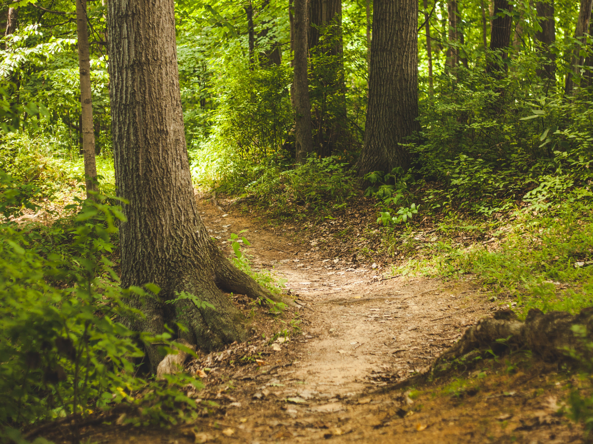 Faire bouger toute la famille avec une belle balade en forêt